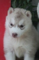de la Vallee de L'Or Bleu - Siberian Husky - Portée née le 07/05/2021