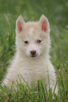de la Vallee de L'Or Bleu - Siberian Husky - Portée née le 01/04/2021