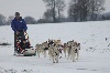  - photos de petits loups et balade en chiens de traineaux en sarthe