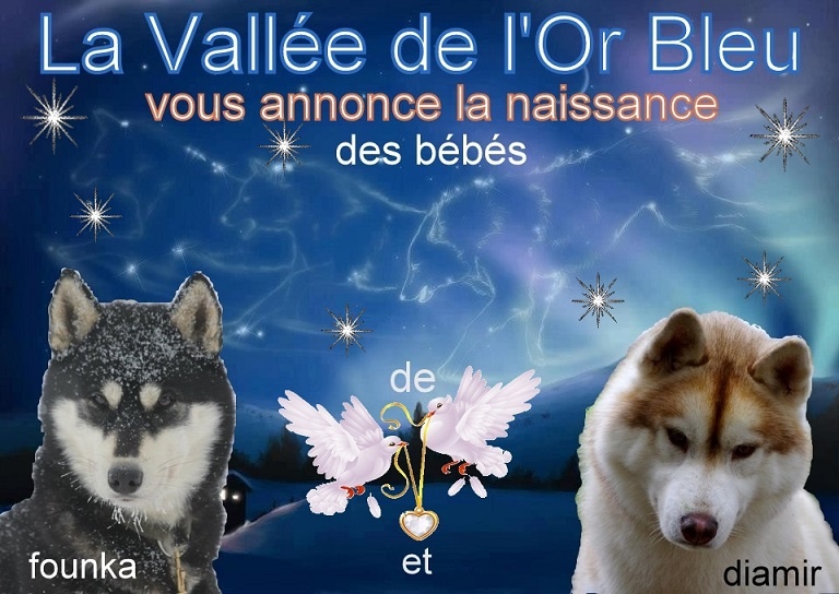 de la Vallee de L'Or Bleu - Siberian Husky - Portée née le 02/04/2013