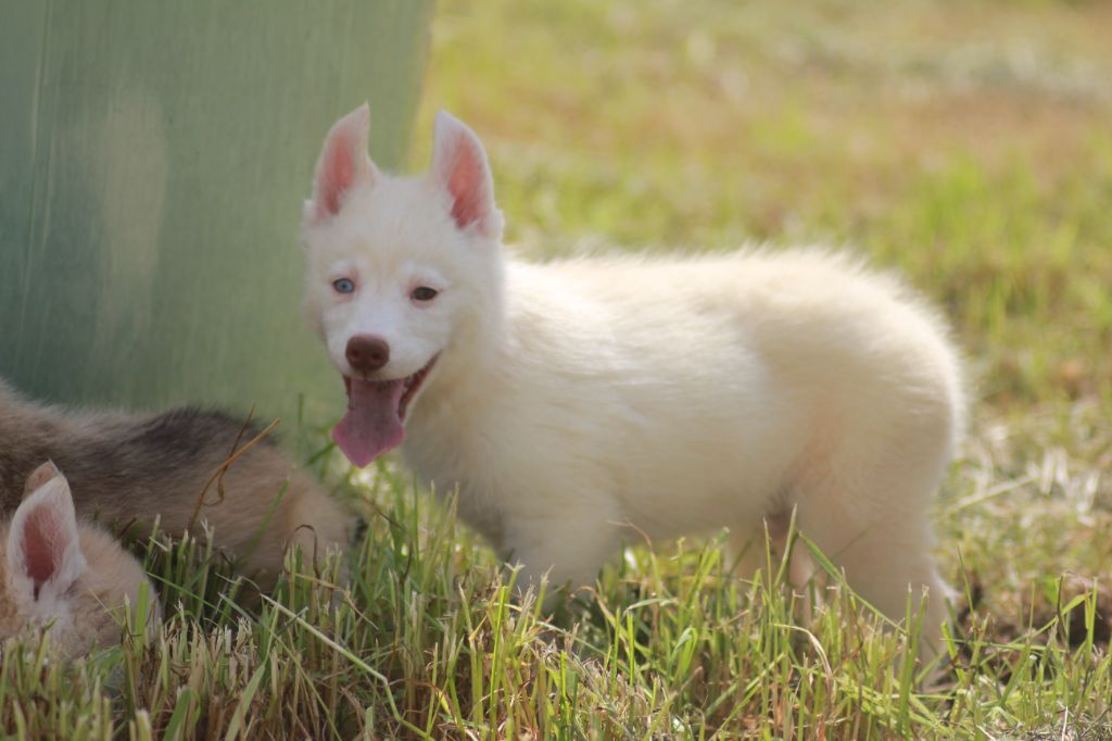 de la Vallee de L'Or Bleu - Chiot disponible  - Siberian Husky