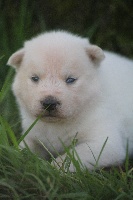 iceberg snow wolf 