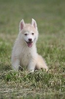 de la Vallee de L'Or Bleu - Siberian Husky - Portée née le 10/04/2021