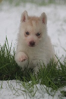 de la Vallee de L'Or Bleu - Siberian Husky - Portée née le 19/12/2012