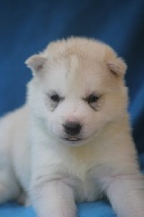 de la Vallee de L'Or Bleu - Siberian Husky - Portée née le 08/04/2013