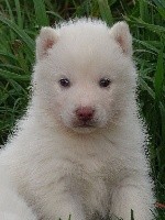 de la Vallee de L'Or Bleu - Siberian Husky - Portée née le 30/12/2017