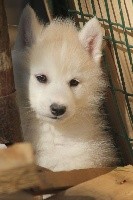 de la Vallee de L'Or Bleu - Siberian Husky - Portée née le 05/03/2021