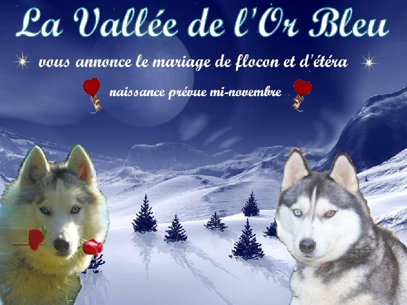 de la Vallee de L'Or Bleu - Siberian Husky - Portée née le 21/09/2012