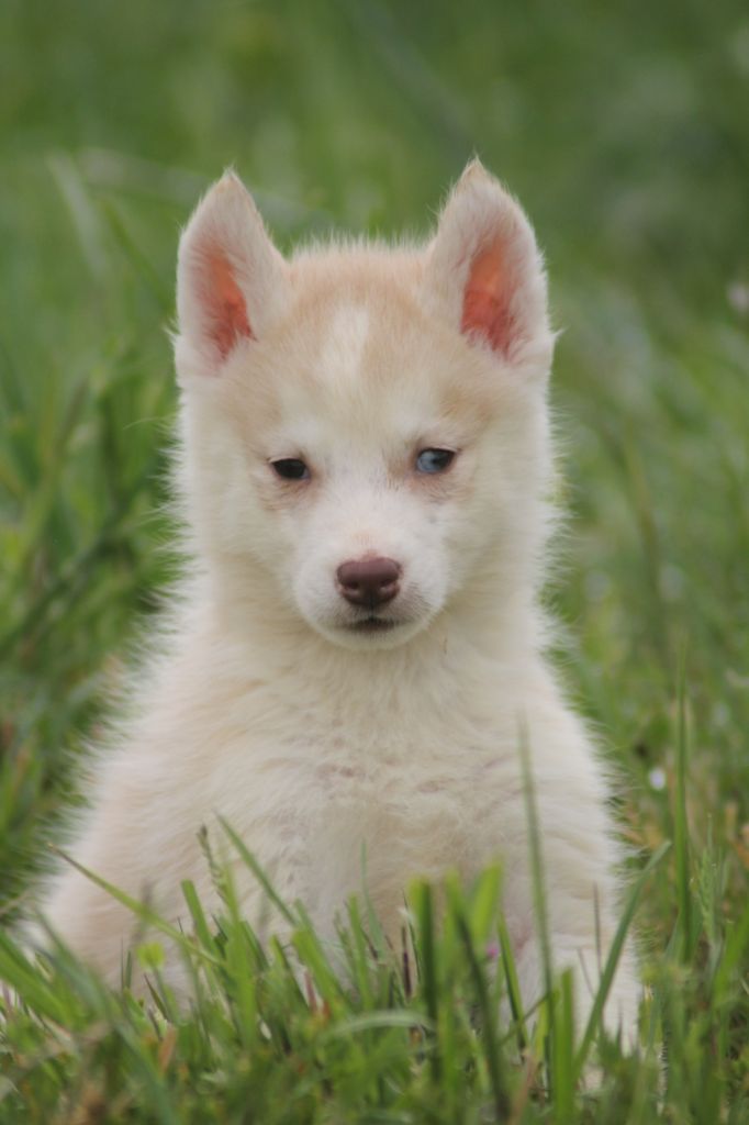 de la Vallee de L'Or Bleu - Chiot disponible  - Siberian Husky
