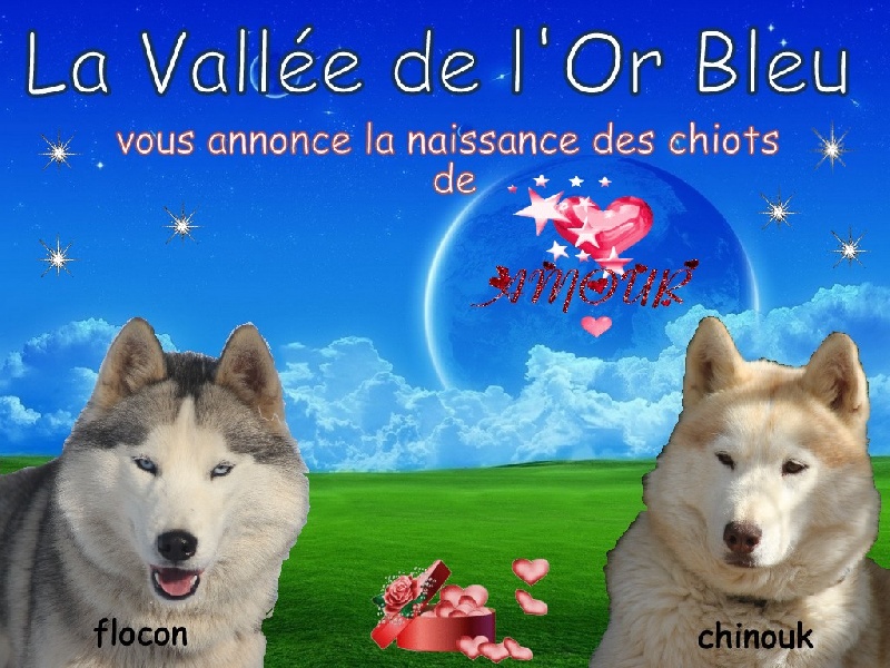 de la Vallee de L'Or Bleu - Siberian Husky - Portée née le 08/09/2012