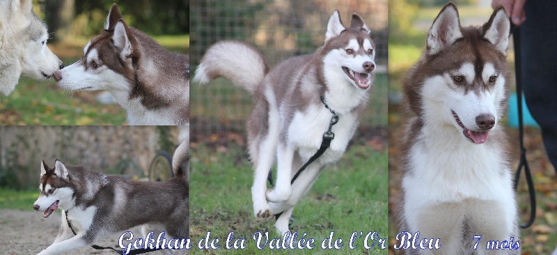 Gokhan de la Vallee de L'Or Bleu