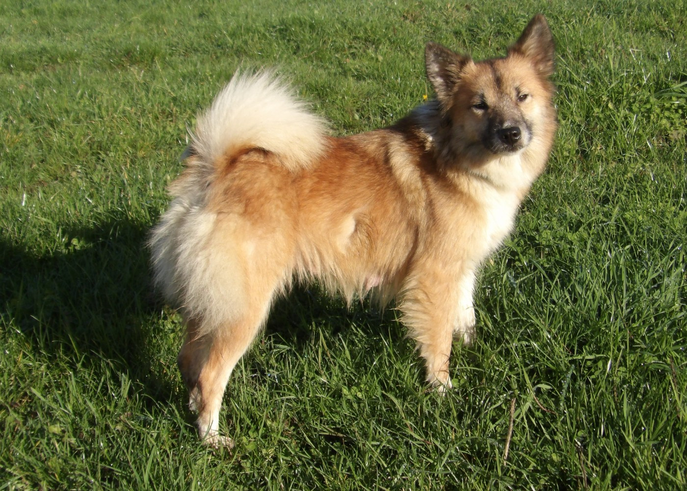 roxy de la Vallee de L'Or Bleu