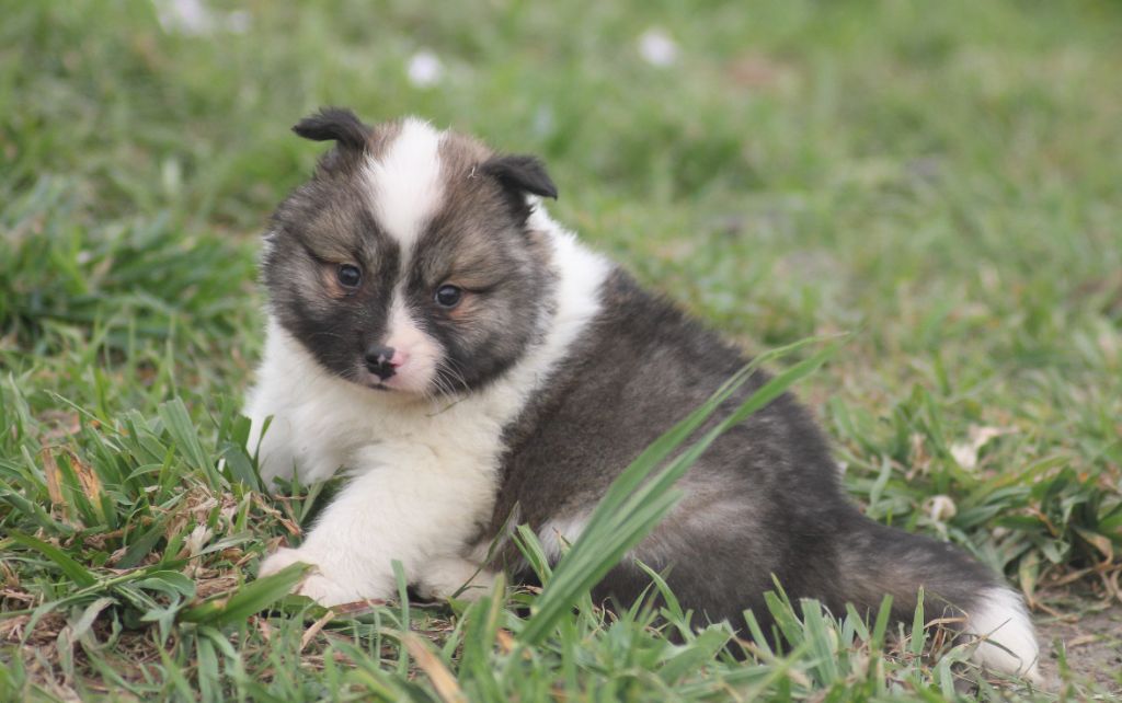 de la Vallee de L'Or Bleu - Berger islandais - Portée née le 20/03/2021