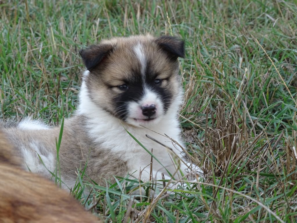de la Vallee de L'Or Bleu - Chiots disponibles - Berger islandais