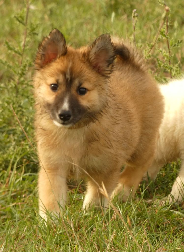 de la Vallee de L'Or Bleu - Chiots disponibles - Berger islandais