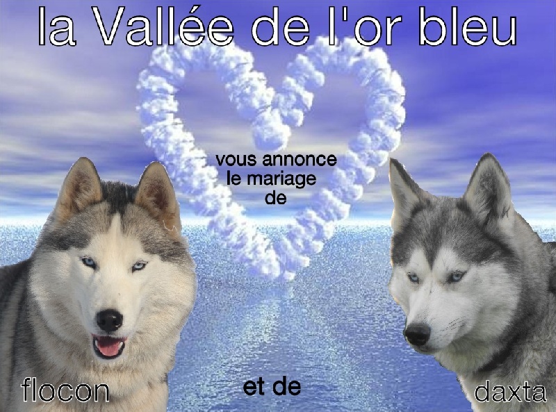 de la Vallee de L'Or Bleu - Siberian Husky - Portée née le 12/09/2012