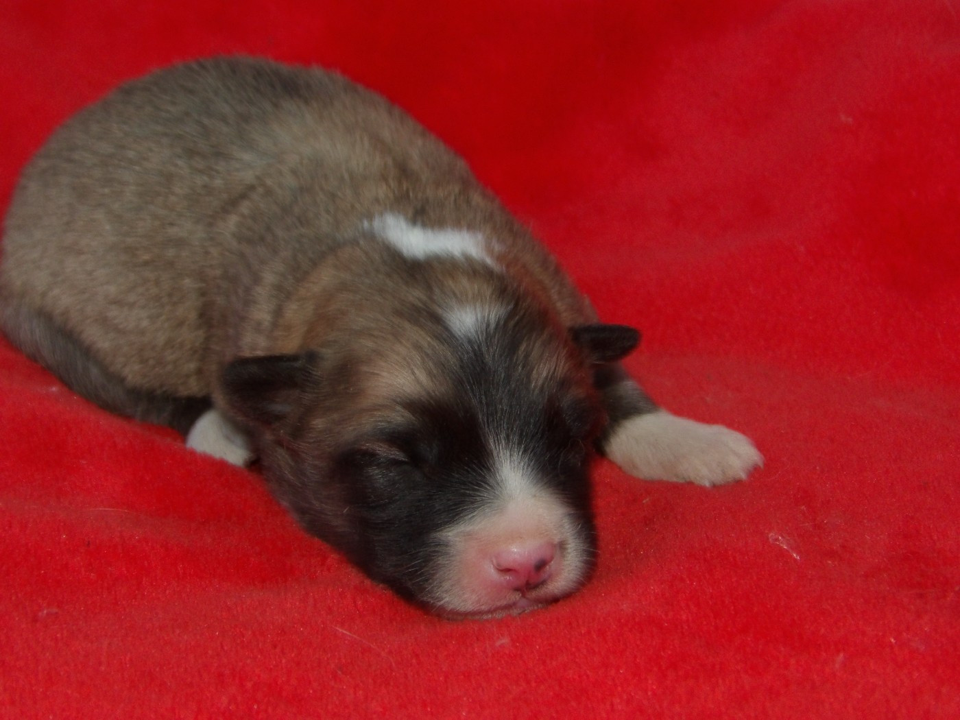 de la Vallee de L'Or Bleu - Chiots disponibles - Berger islandais