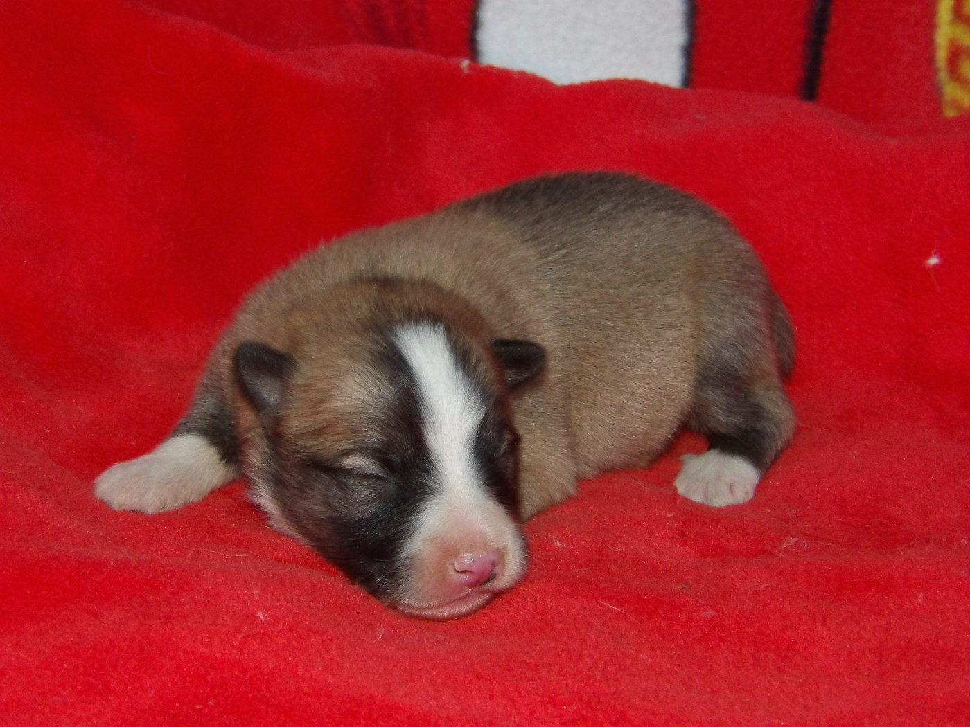 de la Vallee de L'Or Bleu - Chiots disponibles - Berger islandais