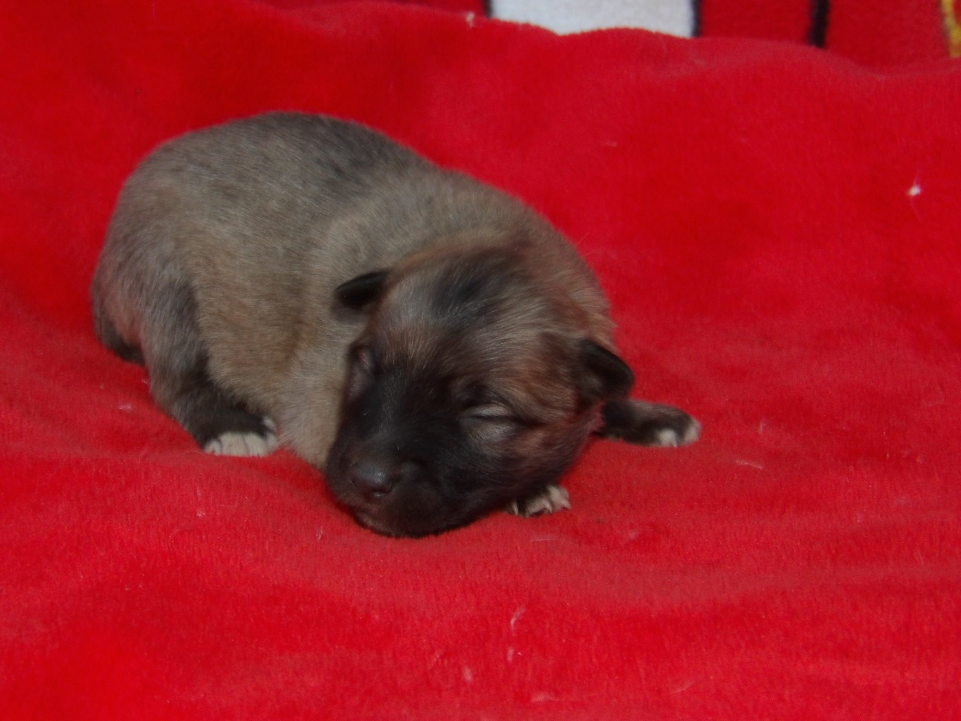 de la Vallee de L'Or Bleu - Chiots disponibles - Berger islandais