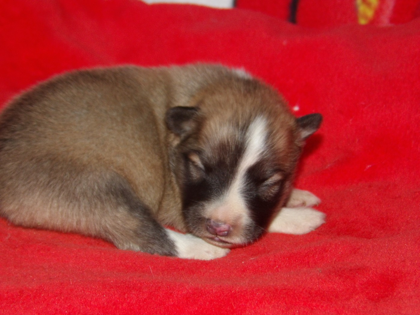 de la Vallee de L'Or Bleu - Chiots disponibles - Berger islandais