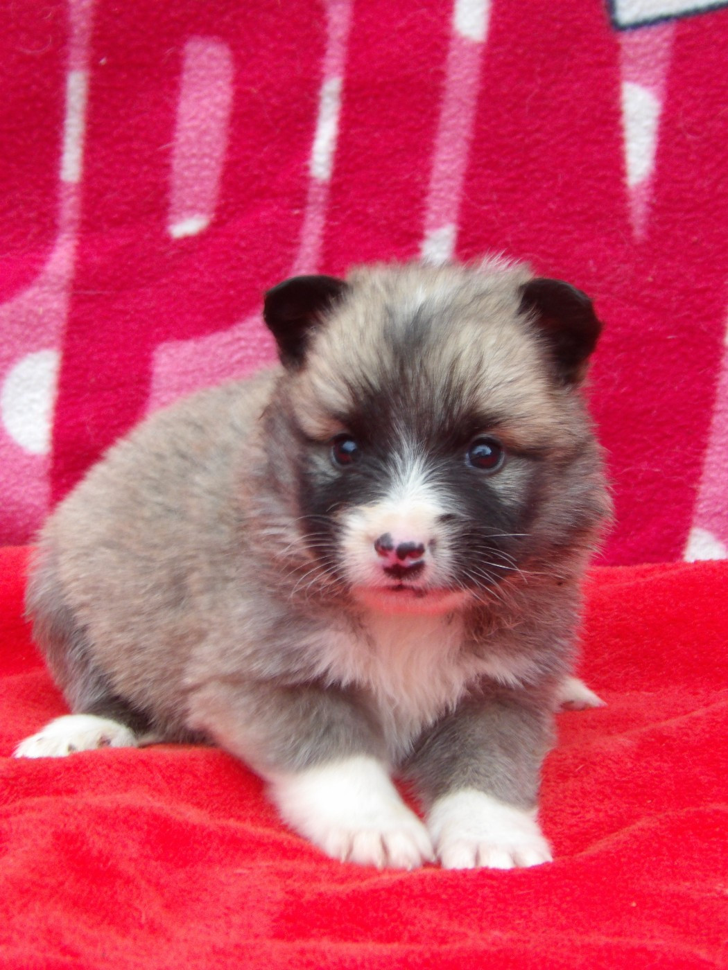 de la Vallee de L'Or Bleu - Chiots disponibles - Berger islandais