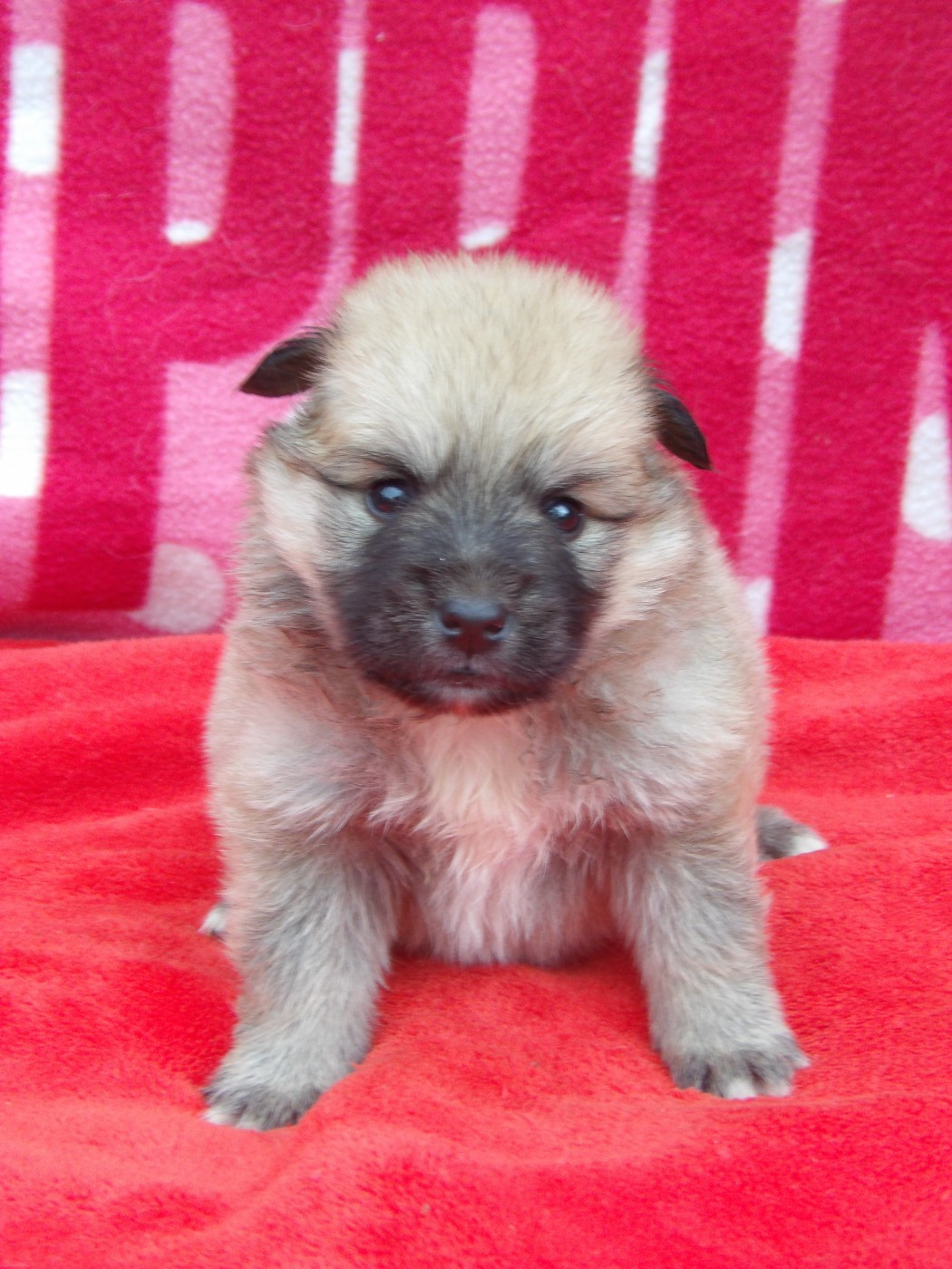 de la Vallee de L'Or Bleu - Chiots disponibles - Berger islandais