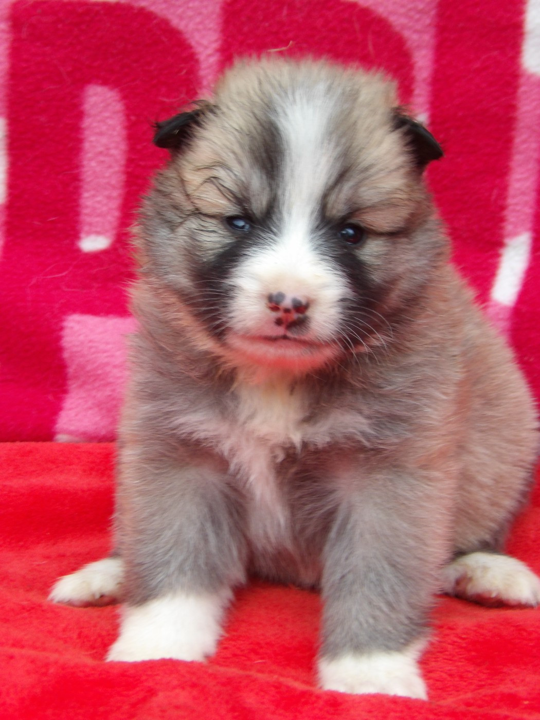 de la Vallee de L'Or Bleu - Chiots disponibles - Berger islandais