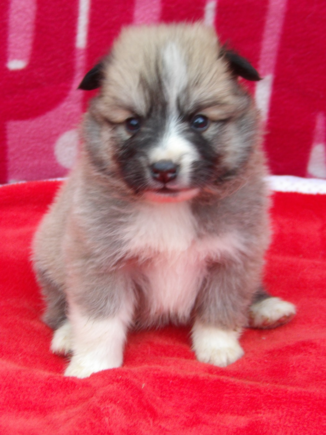 de la Vallee de L'Or Bleu - Chiots disponibles - Berger islandais