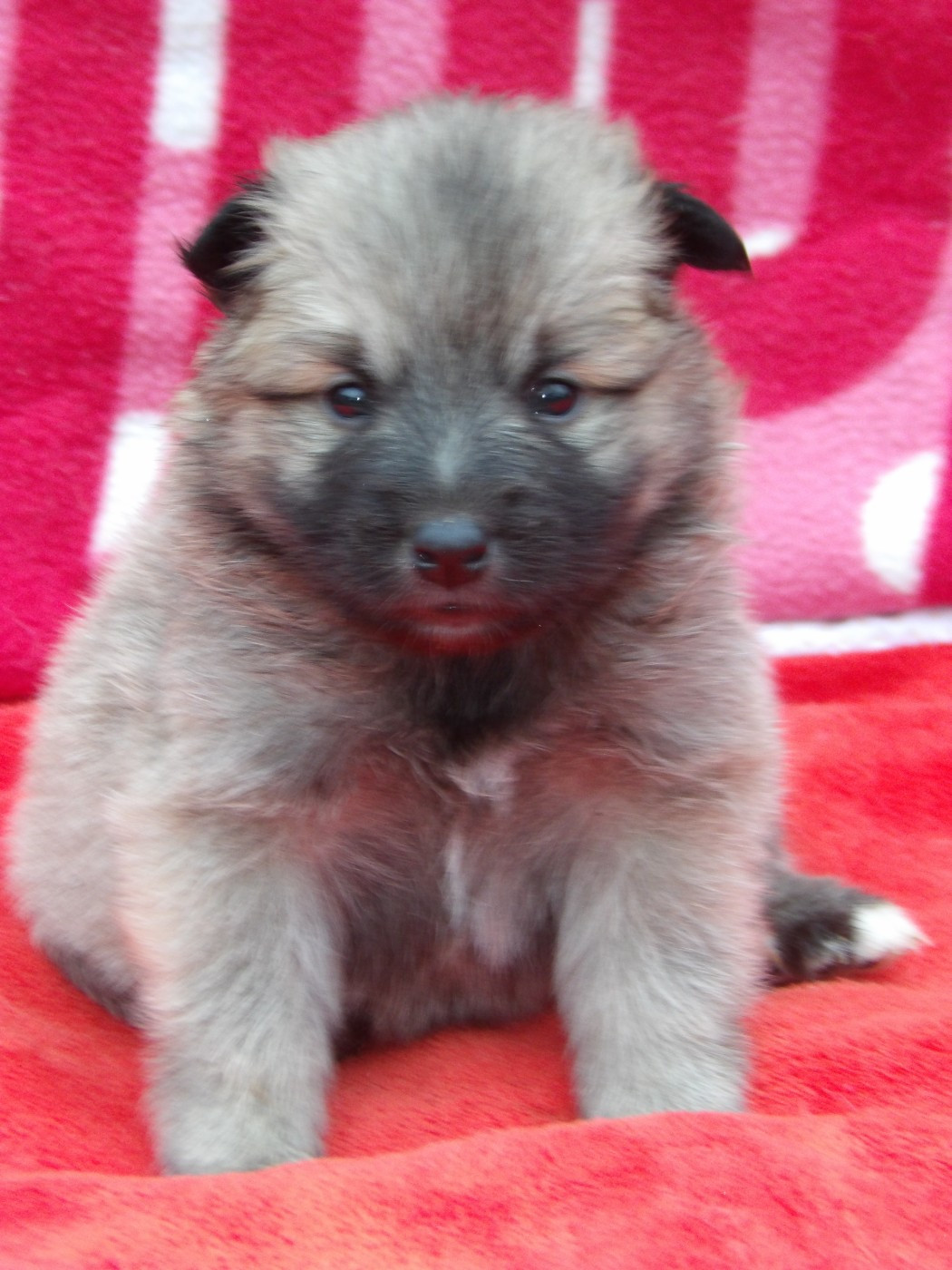 de la Vallee de L'Or Bleu - Chiots disponibles - Berger islandais