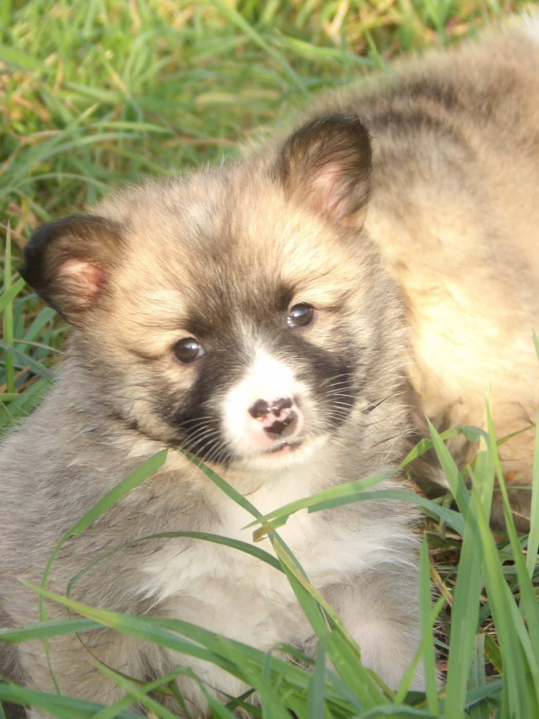 de la Vallee de L'Or Bleu - Chiots disponibles - Berger islandais