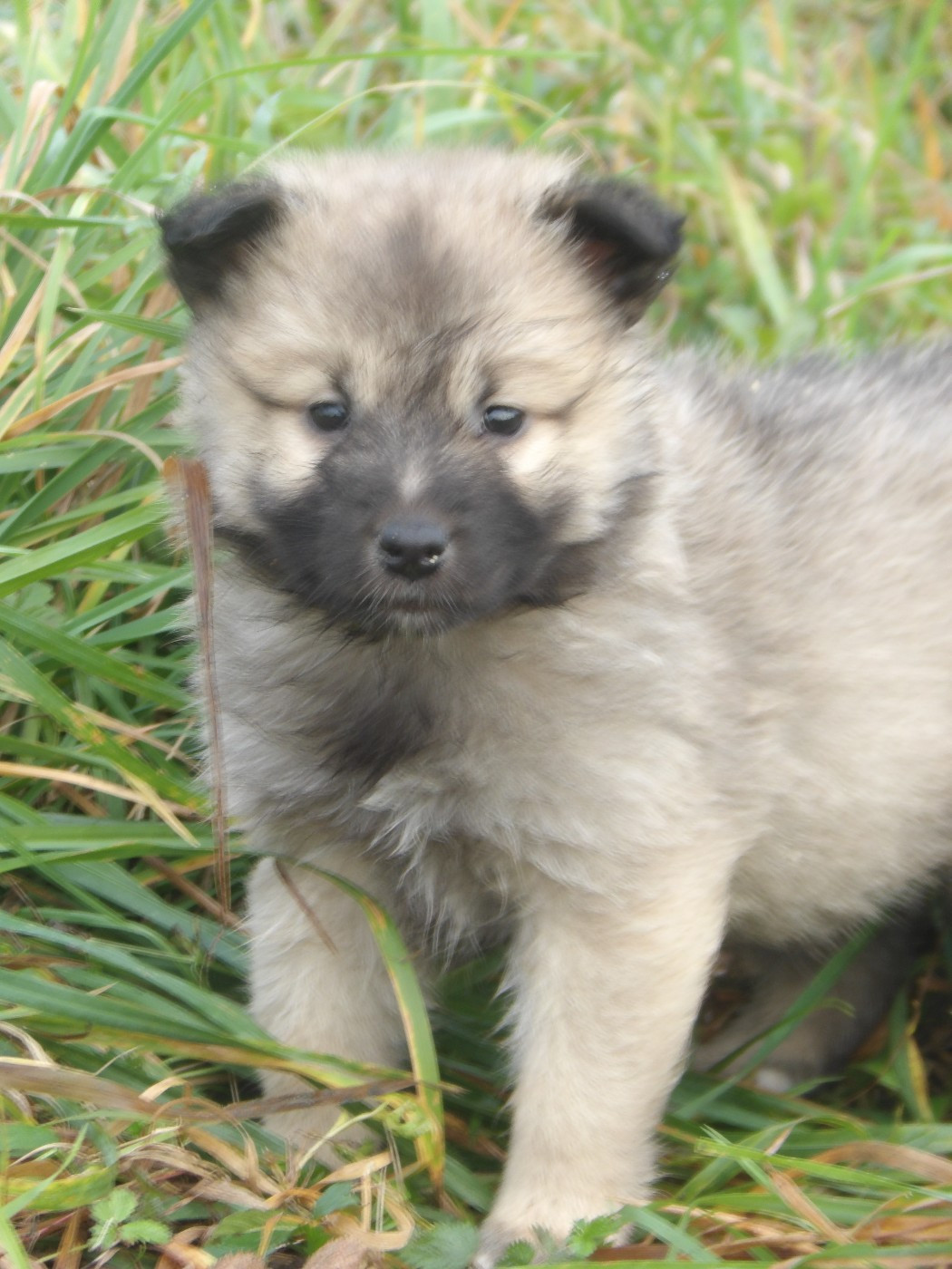 de la Vallee de L'Or Bleu - Chiots disponibles - Berger islandais