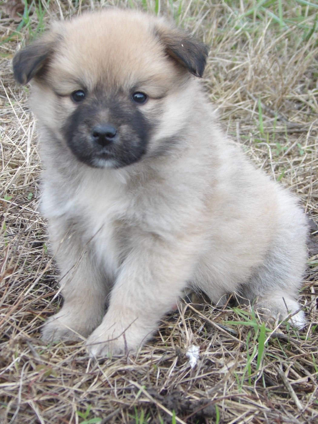 de la Vallee de L'Or Bleu - Chiots disponibles - Berger islandais