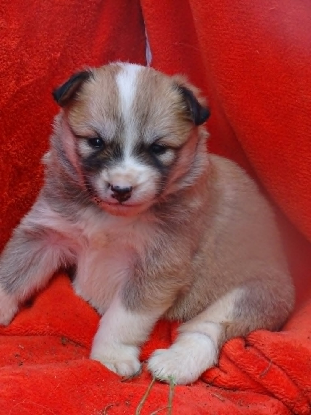 de la Vallee de L'Or Bleu - Chiots disponibles - Berger islandais