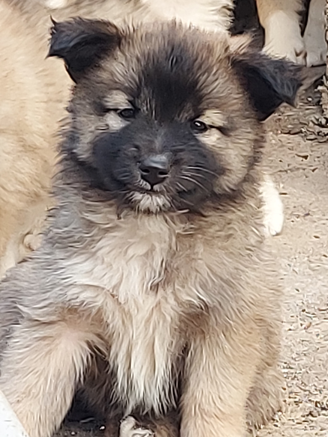 de la Vallee de L'Or Bleu - Chiots disponibles - Berger islandais