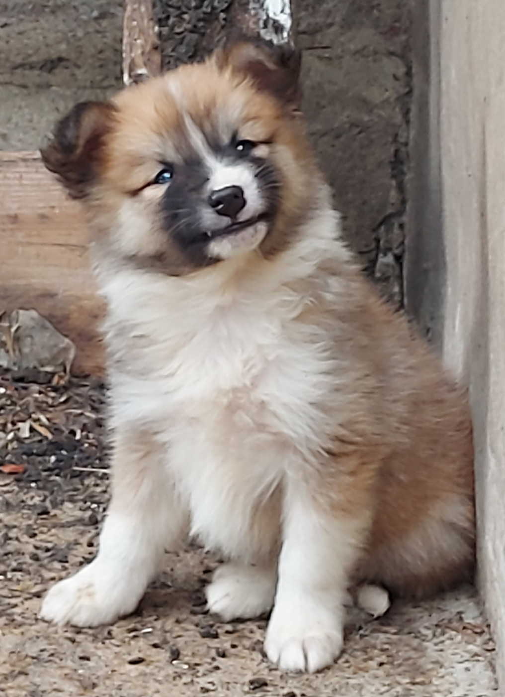 de la Vallee de L'Or Bleu - Chiots disponibles - Berger islandais