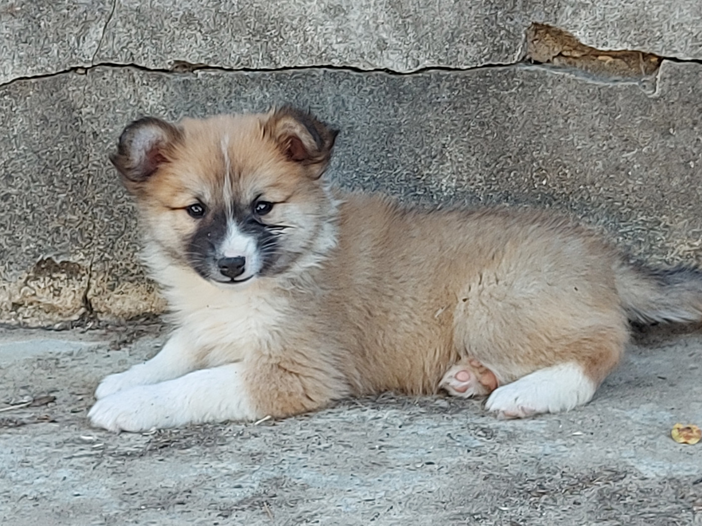 de la Vallee de L'Or Bleu - Chiots disponibles - Berger islandais