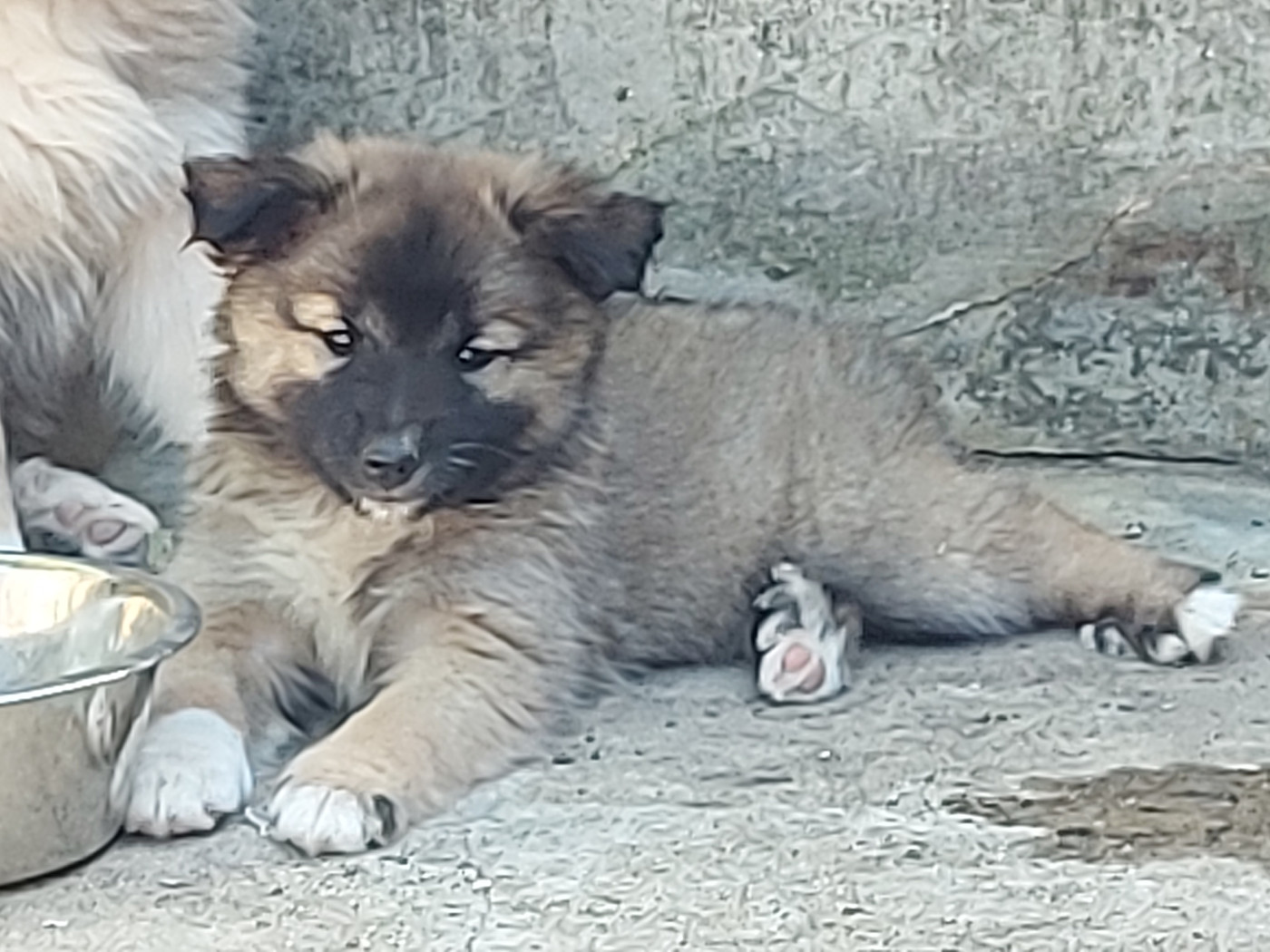 de la Vallee de L'Or Bleu - Chiots disponibles - Berger islandais