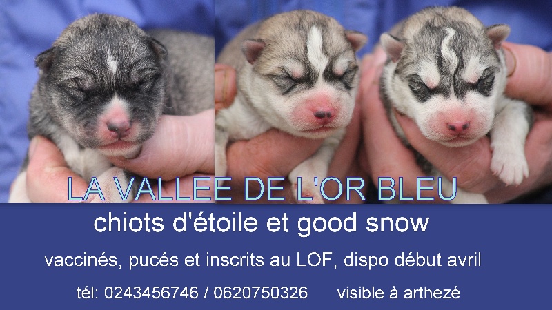 de la Vallee de L'Or Bleu - Siberian Husky - Portée née le 06/02/2013
