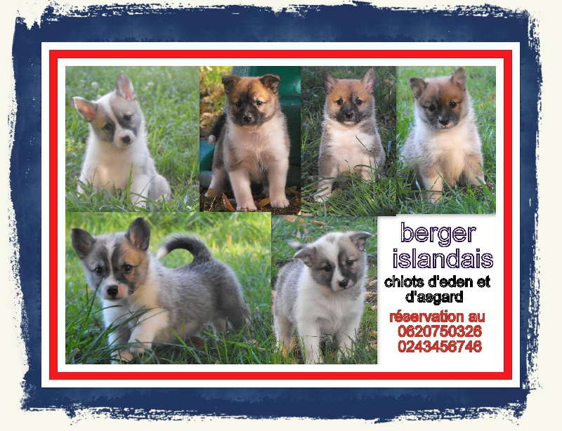 de la Vallee de L'Or Bleu - Berger islandais - Portée née le 17/07/2011