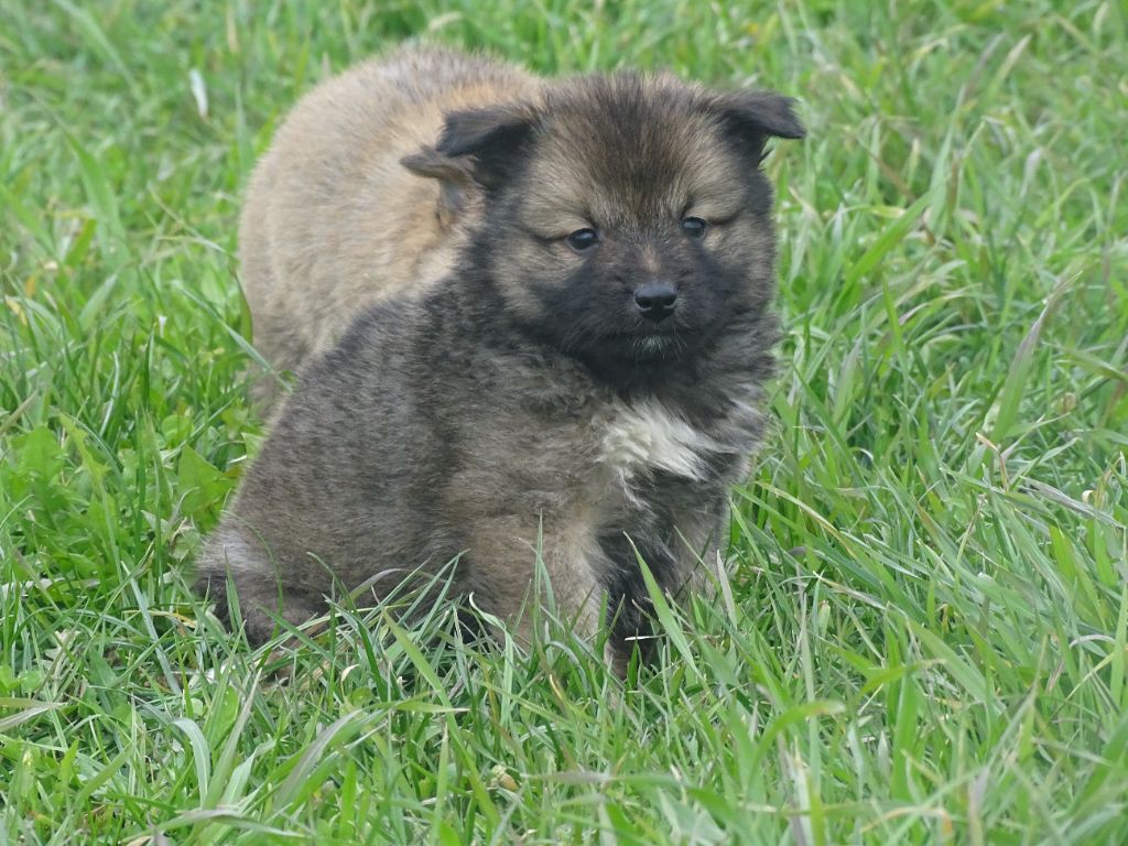 de la Vallee de L'Or Bleu - Chiots disponibles - Berger islandais