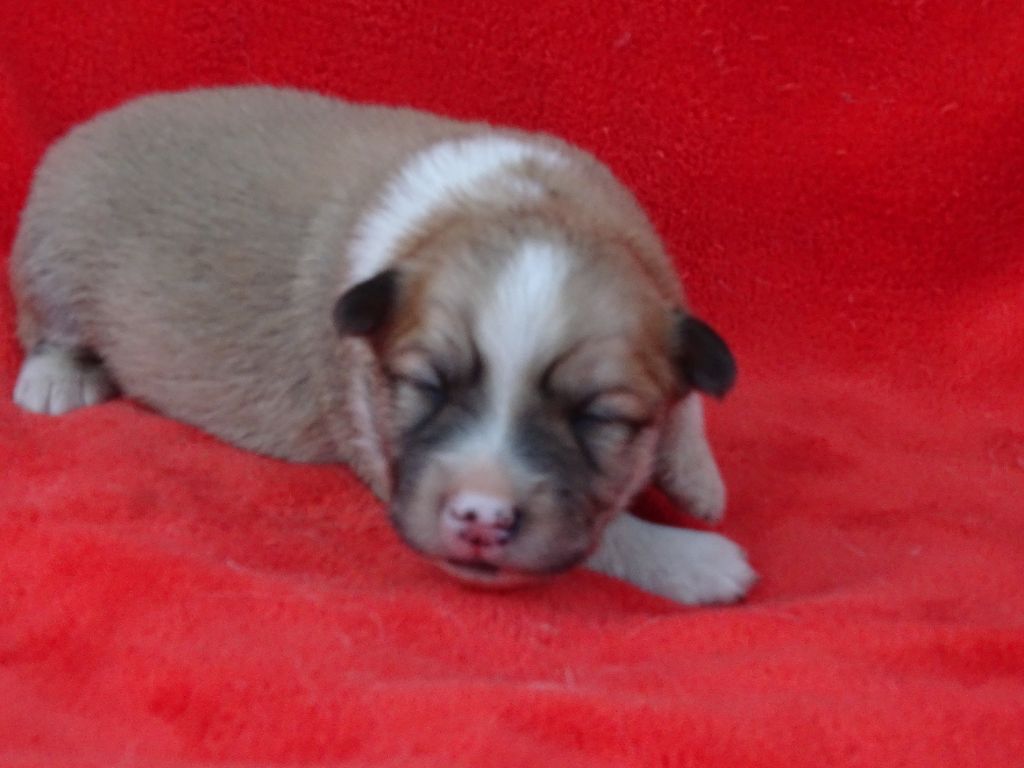 de la Vallee de L'Or Bleu - Chiots disponibles - Berger islandais