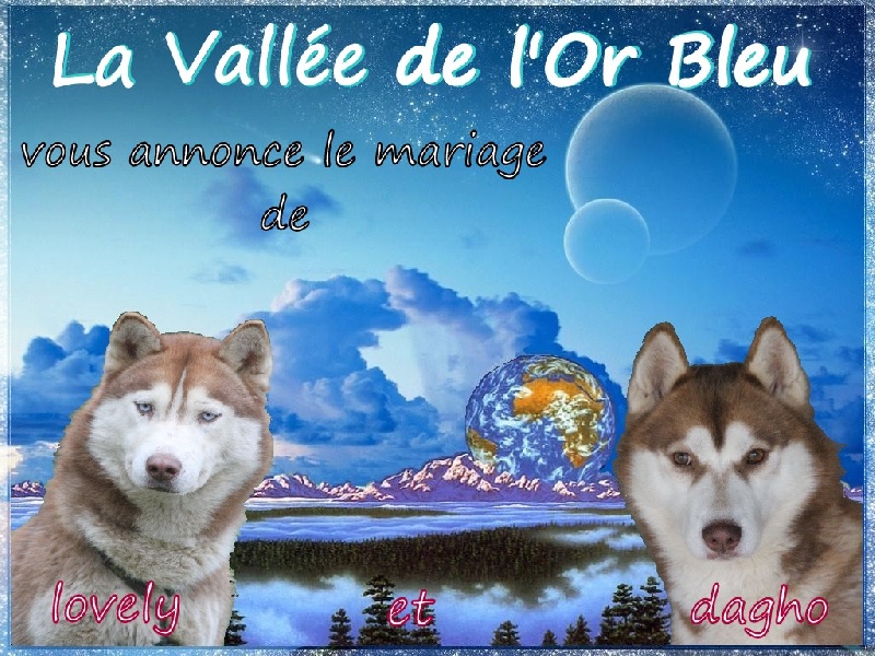 de la Vallee de L'Or Bleu - Siberian Husky - Portée née le 27/02/2012