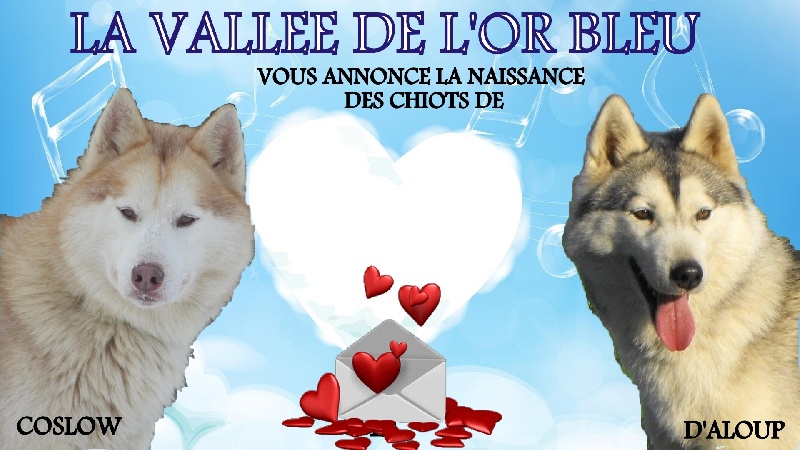 de la Vallee de L'Or Bleu - Siberian Husky - Portée née le 24/06/2013