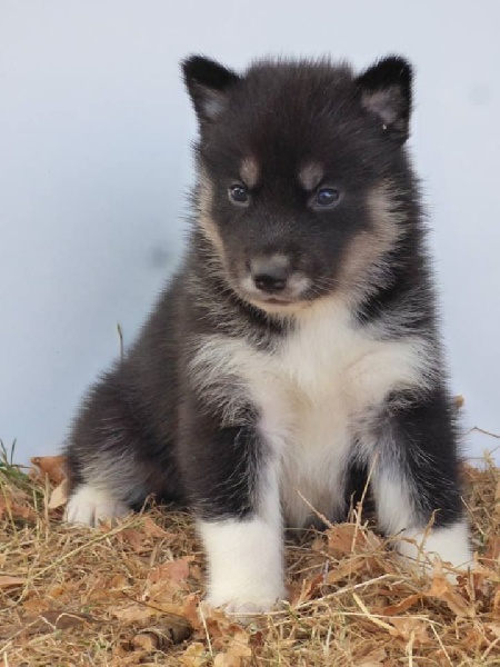 de la Vallee de L'Or Bleu - Siberian Husky - Portée née le 24/07/2016