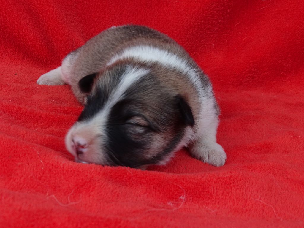 de la Vallee de L'Or Bleu - Chiots disponibles - Berger islandais