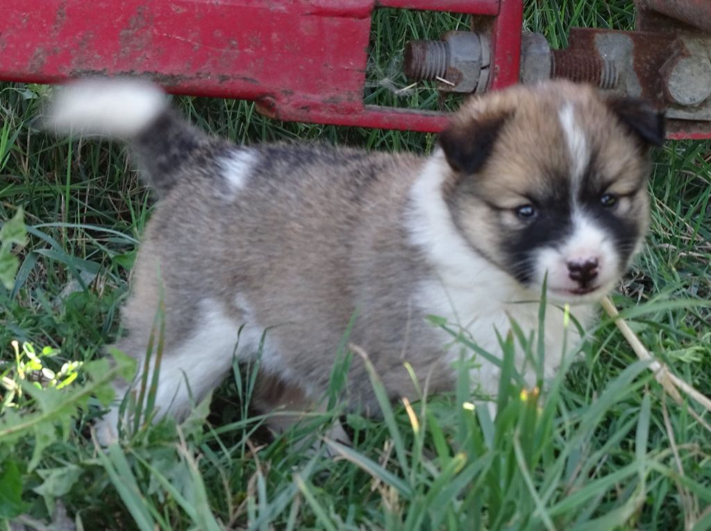 de la Vallee de L'Or Bleu - Chiots disponibles - Berger islandais