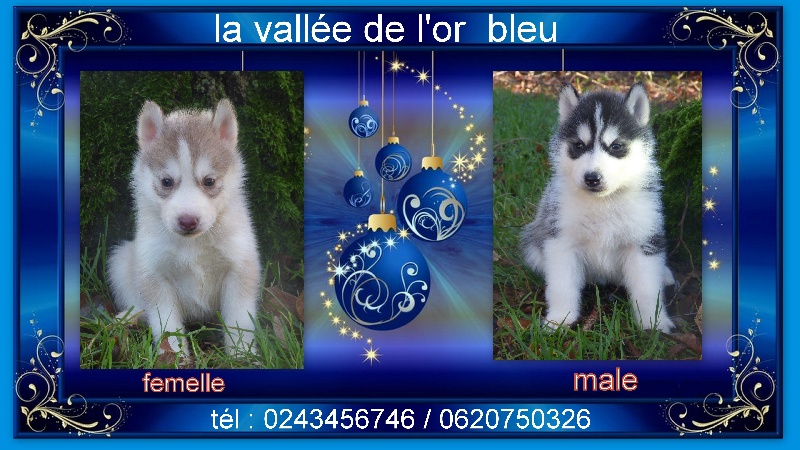 de la Vallee de L'Or Bleu - Siberian Husky - Portée née le 26/11/2013