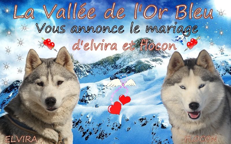 de la Vallee de L'Or Bleu - Siberian Husky - Portée née le 04/05/2012