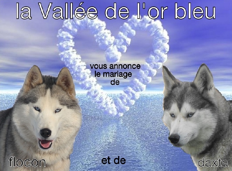 de la Vallee de L'Or Bleu - Siberian Husky - Portée née le 24/03/2013