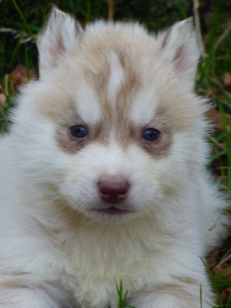 de la Vallee de L'Or Bleu - Siberian Husky - Portée née le 23/10/2016